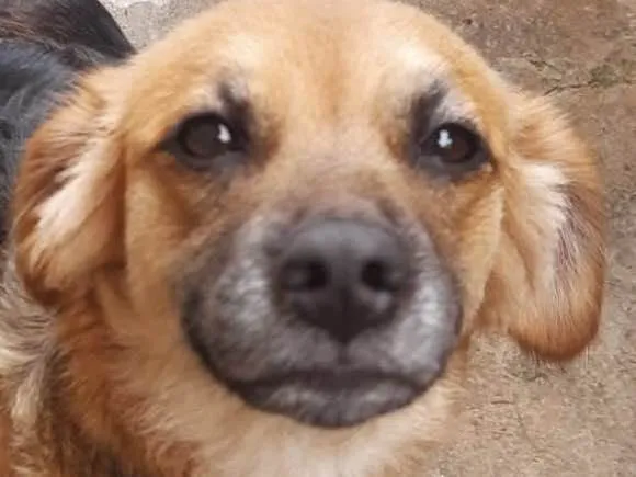 Cachorro raça SRD  idade 1 ano nome Bella