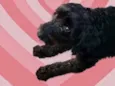 Cachorro raça Poodle  idade 1 ano nome Bob Poodle urgente 