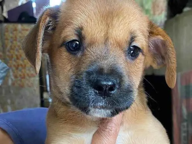Cachorro ra a Srd idade 2 a 6 meses nome Bento,Churros e Moana 