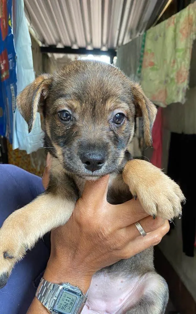 Cachorro ra a Srd idade 2 a 6 meses nome Bento,Churros e Moana 