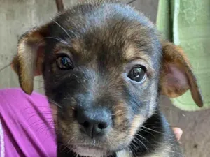 Cachorro raça Srd idade 2 a 6 meses nome Bento e cia