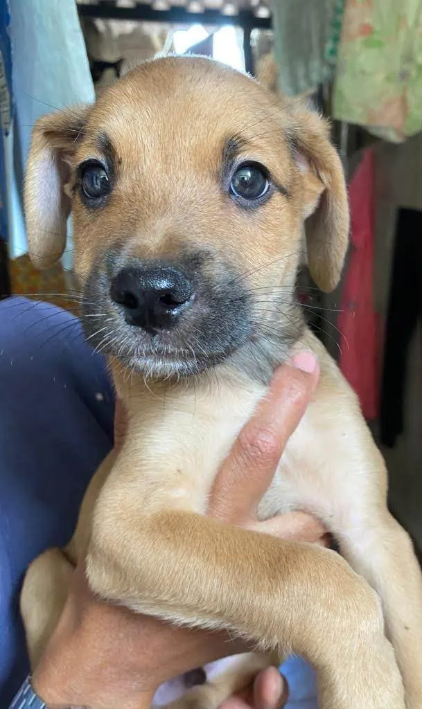 Cachorro ra a Srd idade 2 a 6 meses nome Bento e cia