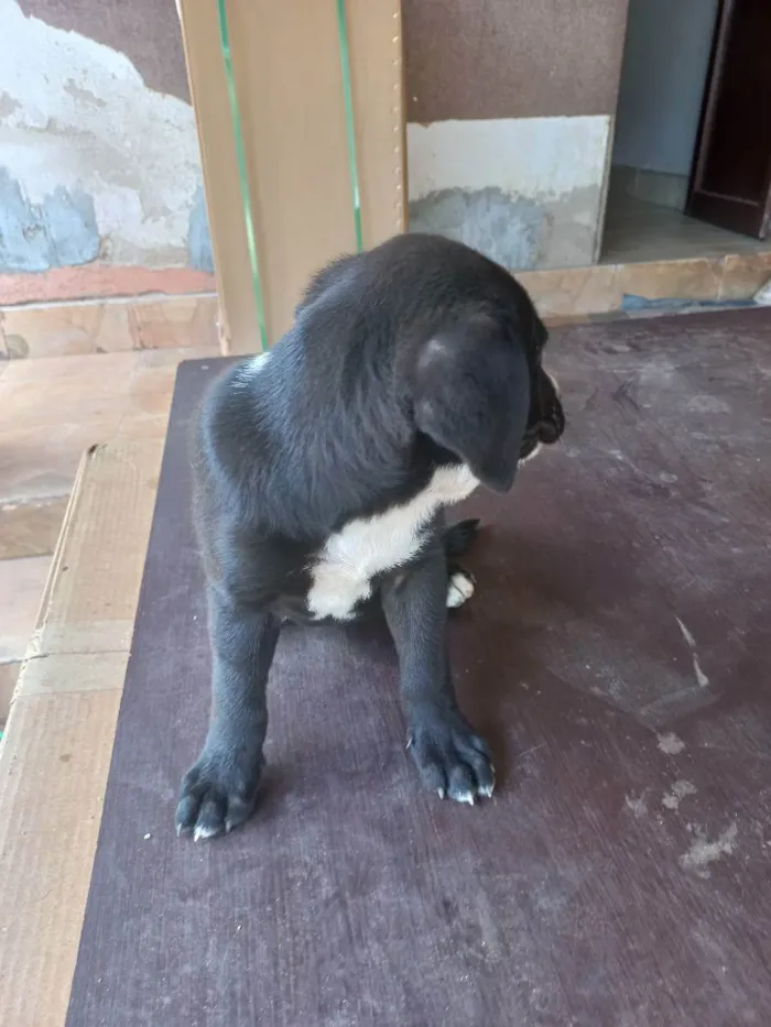 Cachorro ra a Vira latas idade 2 a 6 meses nome Pretinha