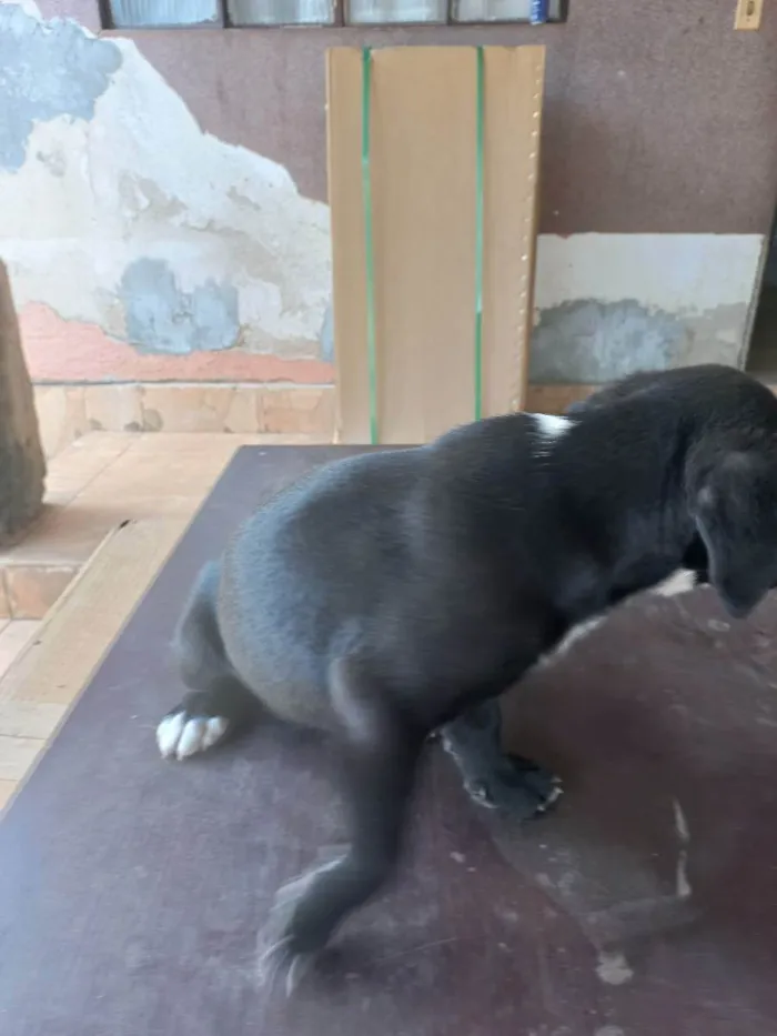 Cachorro ra a Vira latas idade 2 a 6 meses nome Pretinha