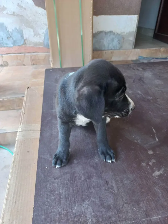 Cachorro ra a Vira latas idade 2 a 6 meses nome Pretinha