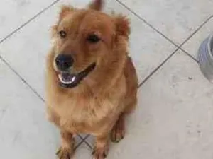 Cachorro raça Chow chow misturado  idade 7 a 11 meses nome Capitão 