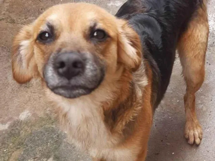 Cachorro raça SRD  idade 1 ano nome Bella