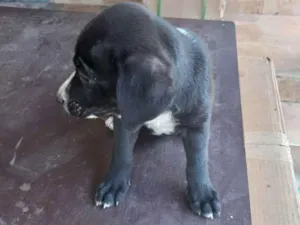 Cachorro raça Vira latas idade 2 a 6 meses nome Pretinha