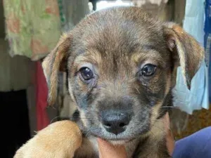 Cachorro raça Srd idade 2 a 6 meses nome Bento,Churros e Moana 