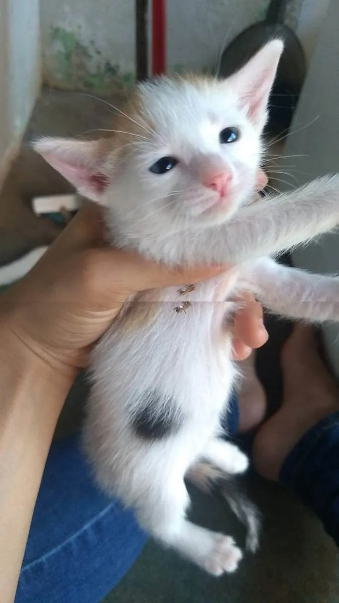 Cachorro ra a Vira-lata idade 2 a 6 meses nome Sem nome