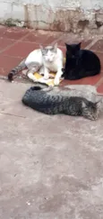 Gatos 