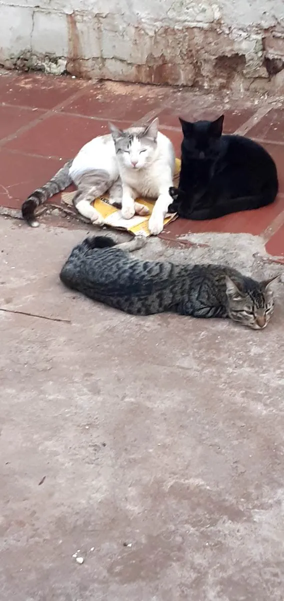 Gato ra a Sem raça definida  idade 2 a 6 meses nome Gatos 