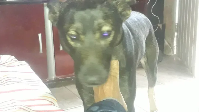 Cachorro ra a Lavrado com pasto belga idade 1 ano nome Bhil