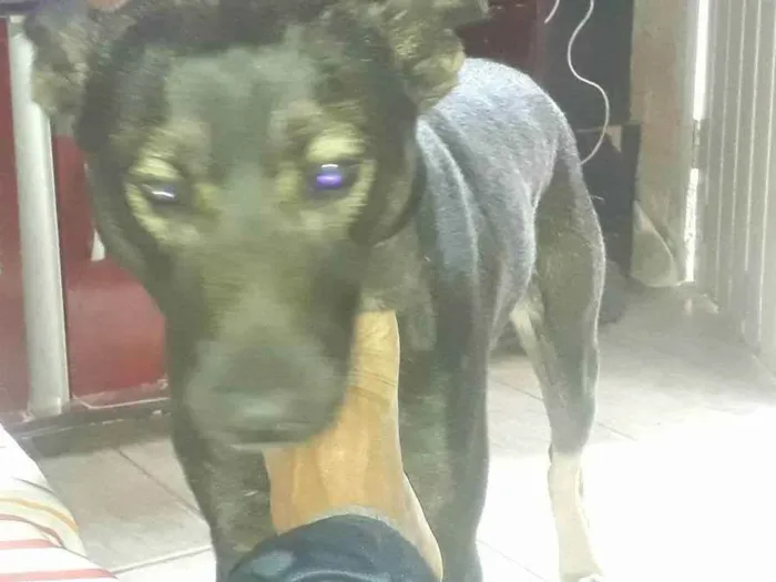 Cachorro ra a Lavrado com pasto belga idade 1 ano nome Bhil