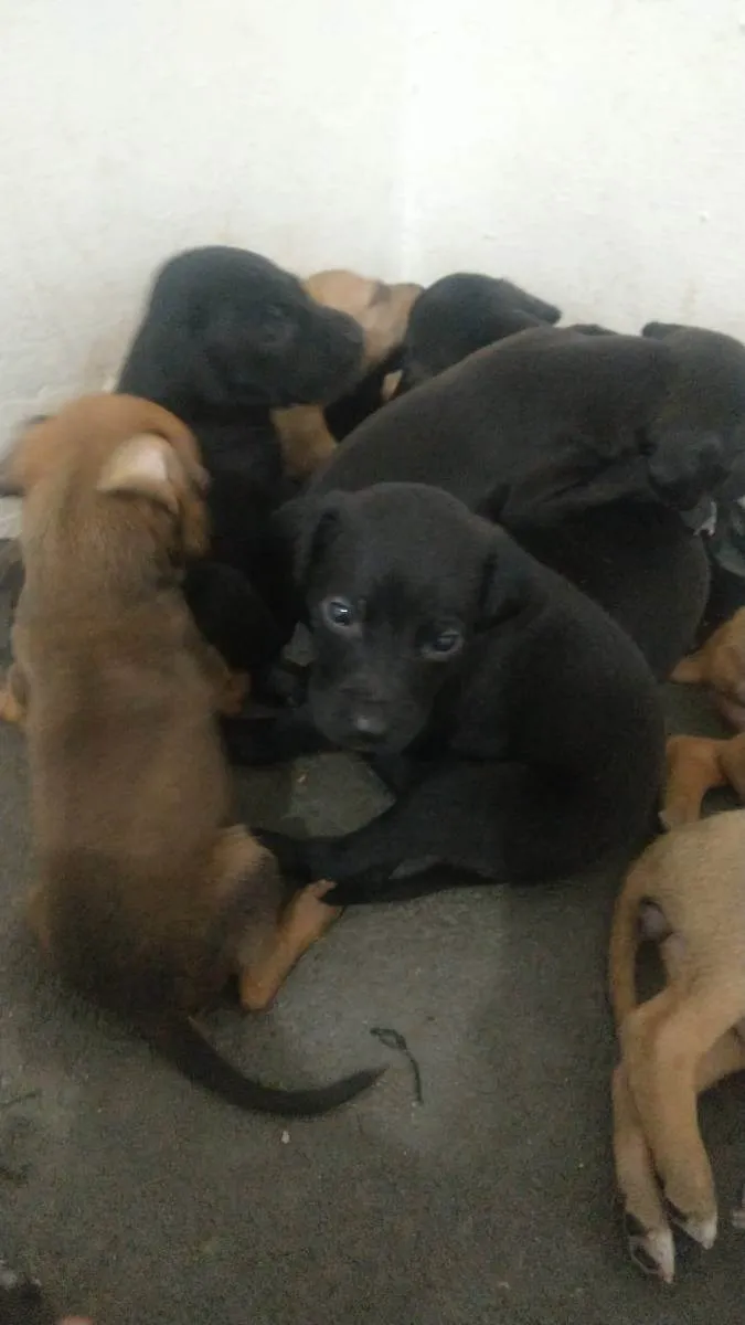 Cachorro ra a Abandonados idade Abaixo de 2 meses nome Filhotes