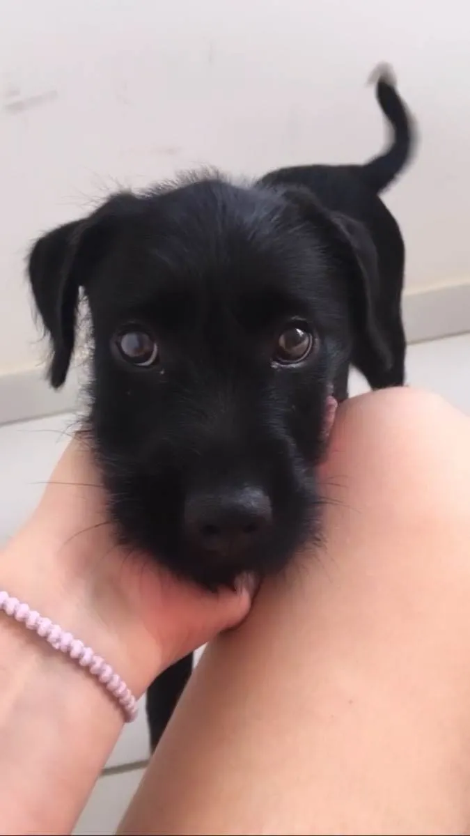 Cachorro ra a SRD idade Abaixo de 2 meses nome Pandora 