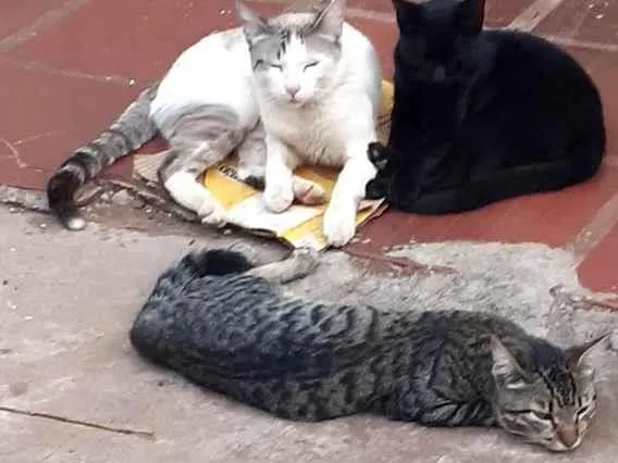 Gato ra a Sem raça definida  idade 2 a 6 meses nome Gatos 