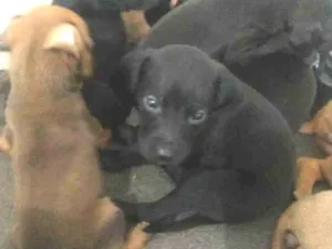 Cachorro raça Abandonados idade Abaixo de 2 meses nome Filhotes