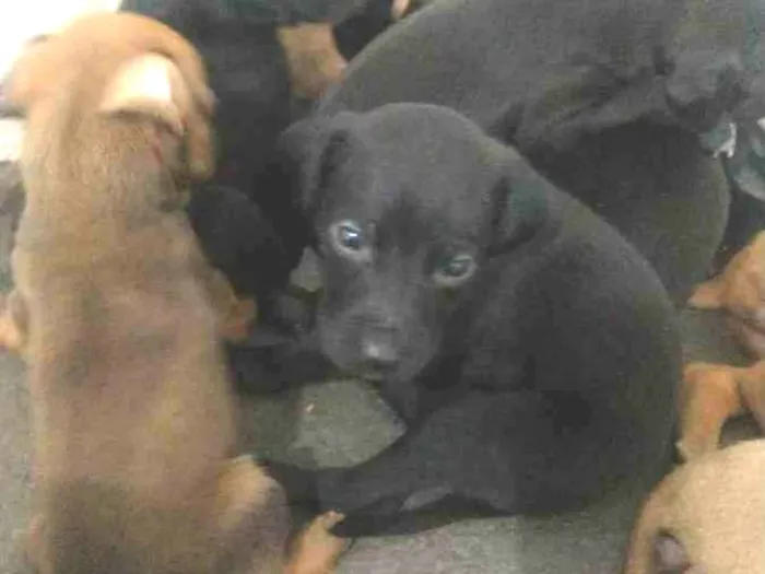 Cachorro ra a Abandonados idade Abaixo de 2 meses nome Filhotes