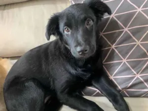 Cachorro raça Sem ração definida  idade 7 a 11 meses nome Julie