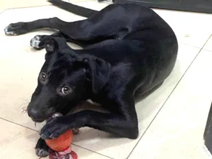 Cachorro raça Sem raça definida  idade 1 ano nome Tokio