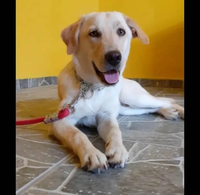 Cachorro ra a Labrador idade 1 ano nome Apolo