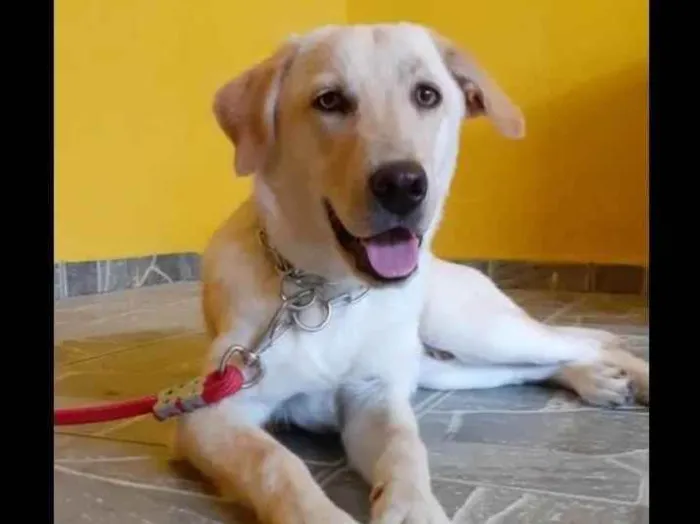 Cachorro ra a Labrador idade 1 ano nome Apolo