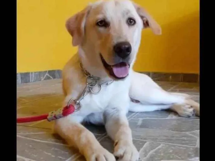 Cachorro ra a Labrador idade 1 ano nome Apolo