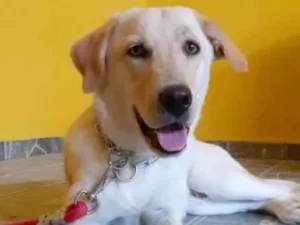 Cachorro raça Labrador idade 1 ano nome Apolo
