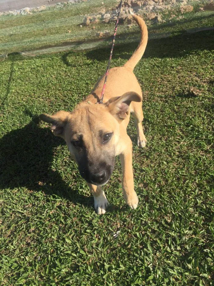 Cachorro ra a Não sei  idade 7 a 11 meses nome Paçoca