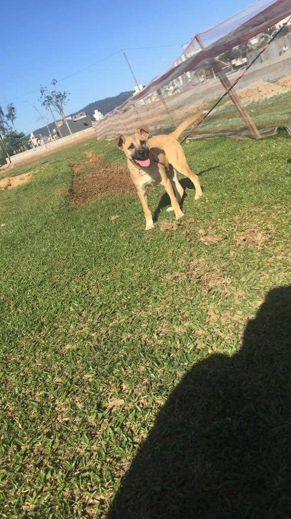 Cachorro ra a Não sei  idade 7 a 11 meses nome Paçoca