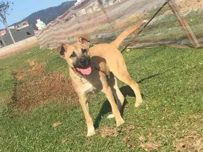 Cachorro ra a Não sei  idade 7 a 11 meses nome Paçoca