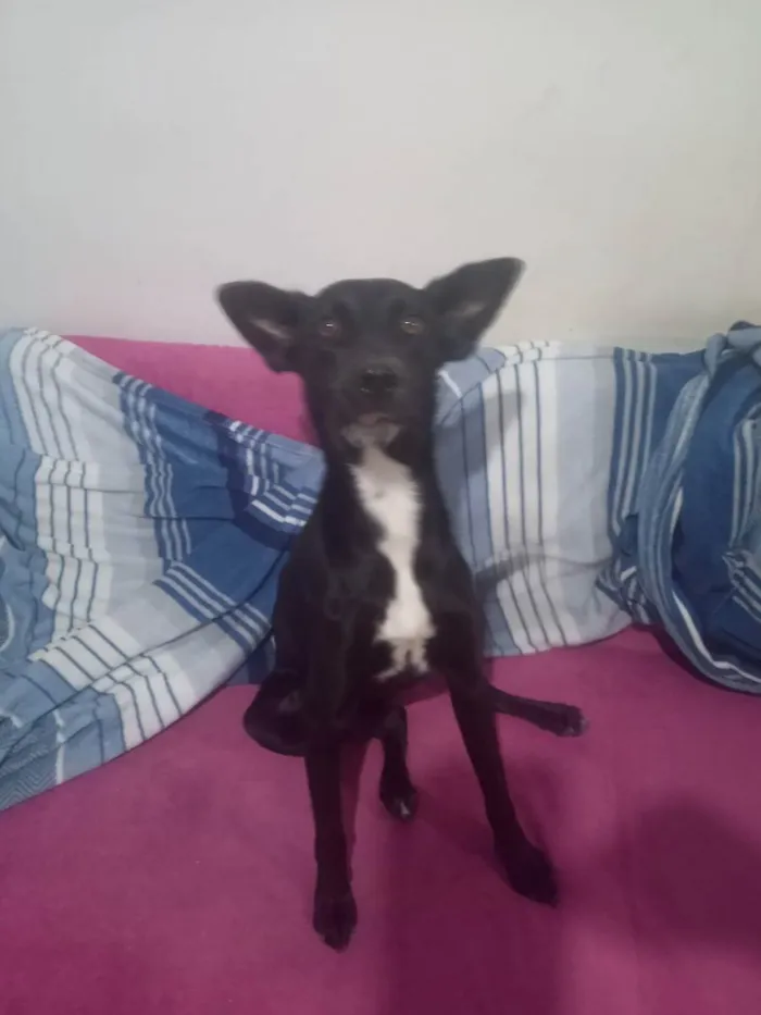 Cachorro ra a Indefinida  idade Abaixo de 2 meses nome Kika