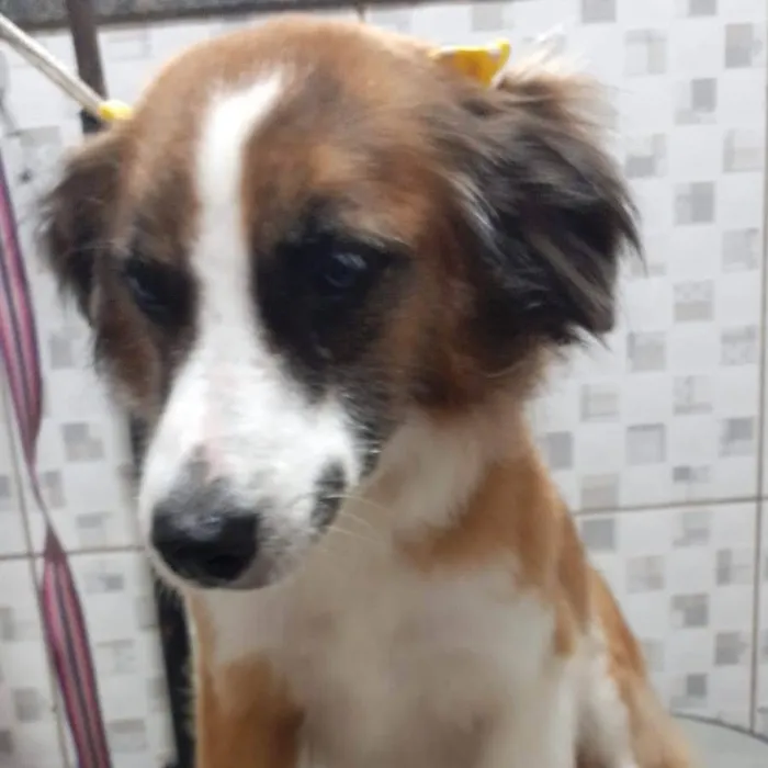 Cachorro ra a Srd idade 1 ano nome Aurora