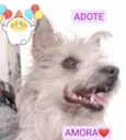 Amora