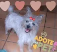Amora