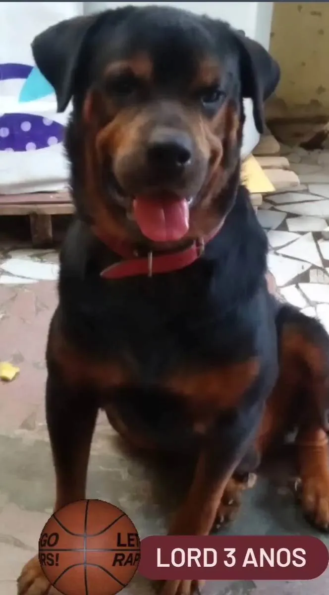 Cachorro ra a Mix de rottweiler idade 3 anos nome LORD