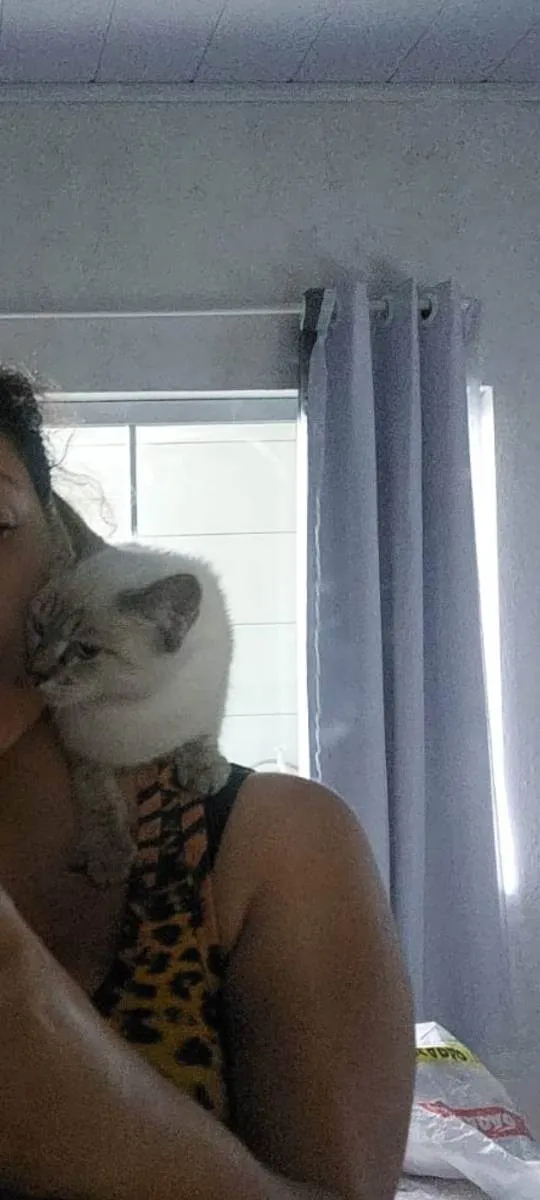 Gato ra a Vira lata idade 2 a 6 meses nome Zarah