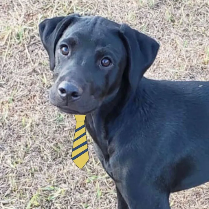 Cachorro ra a Mestiço  idade 7 a 11 meses nome Thor 