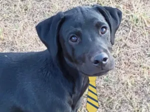 Cachorro raça Mestiço  idade 7 a 11 meses nome Thor 