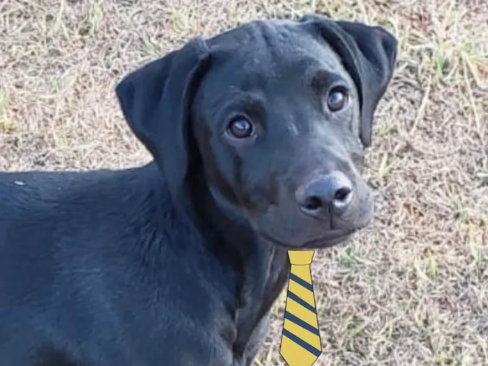 Cachorro ra a Mestiço  idade 7 a 11 meses nome Thor 