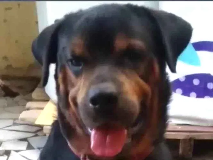 Cachorro ra a Mix de rottweiler idade 3 anos nome LORD