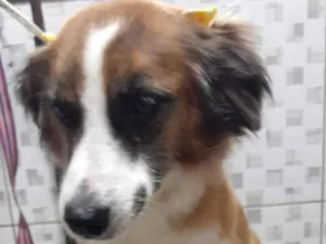 Cachorro raça Srd idade 1 ano nome Aurora