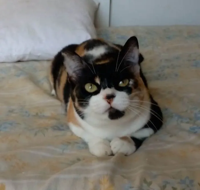 Gato ra a srd tricolor idade 1 ano nome SARA