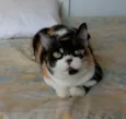 SARA