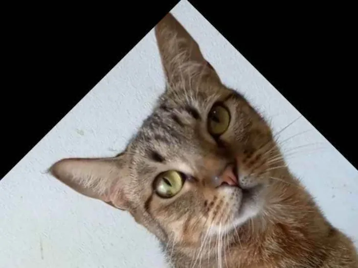 Gato ra a srd tigradinha idade 2 anos nome NALA