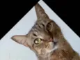 NALA