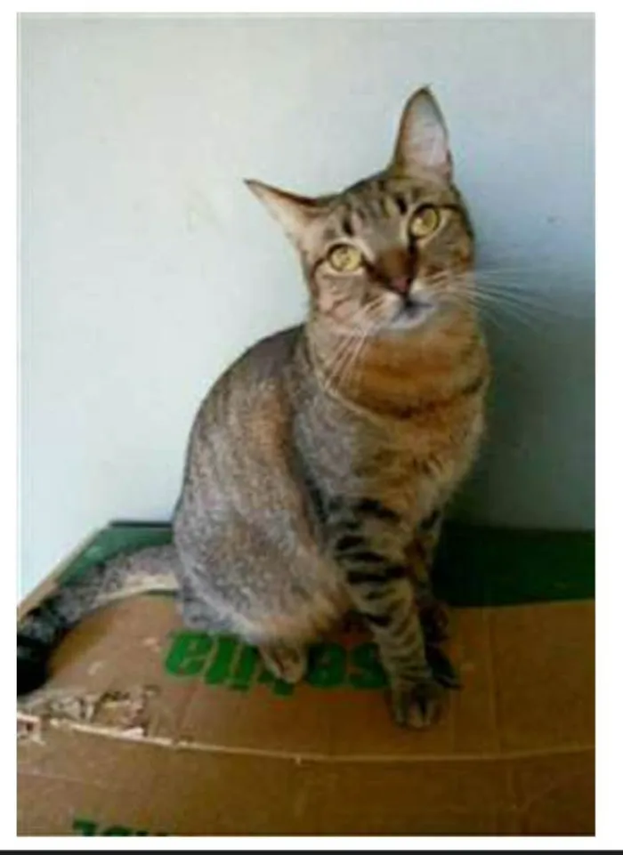 Gato ra a srd tigradinha idade 2 anos nome NALA