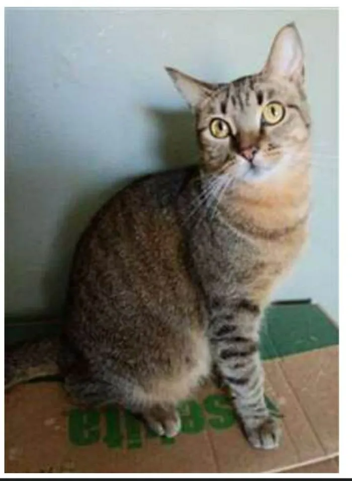 Gato ra a srd tigradinha idade 2 anos nome NALA