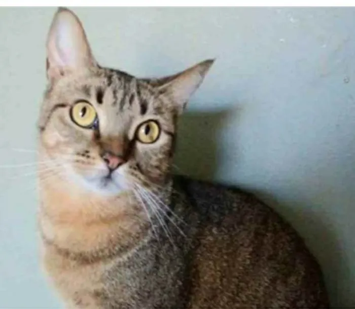 Gato ra a srd tigradinha idade 2 anos nome NALA